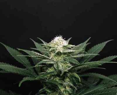 Kritikal-K > Kannabia Seeds | Feminisierte Hanfsamen  |  Indica