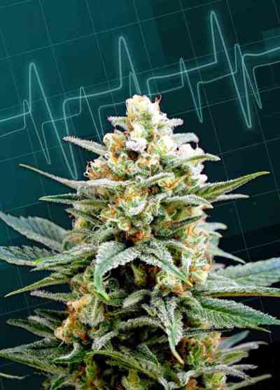 Kritikal-K > Kannabia Seeds | Feminized Marijuana   |  Indica