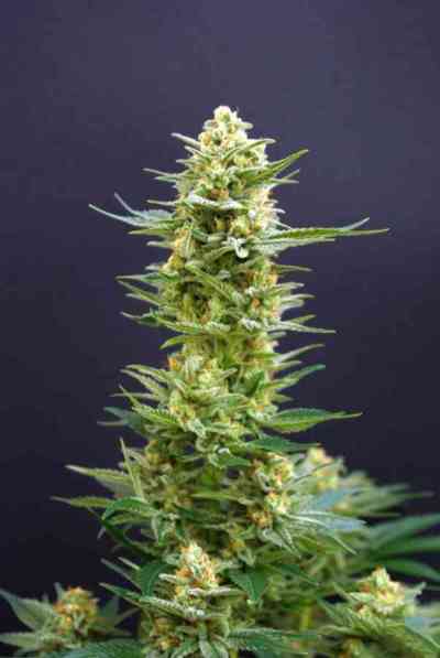 Kritikal-K > Kannabia Seeds | Feminized Marijuana   |  Indica