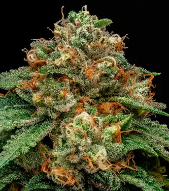 Kroma > Ripper Seeds | Feminized Marijuana   |  Indica