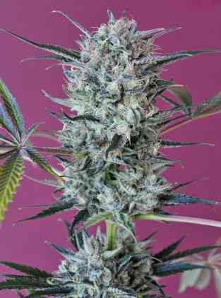 Krystalica > Mandala Seeds | Regular Marijuana   |  Sativa