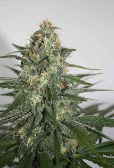 Krystalica > Mandala Seeds | Graines Normal  |  Sativa