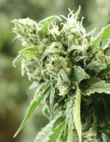 Kuchi > The Devil\'s Harvest Seed Company | Feminized Cannabis   |  Hybrid