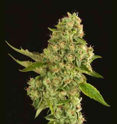 Kuchi > The Devil\'s Harvest Seed Company | Feminisierte Hanfsamen  |  Hybrid