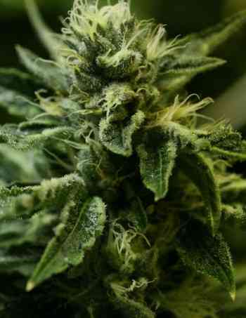 Kuchi > The Devil\'s Harvest Seed Company | Feminized Marijuana   |  hybrid