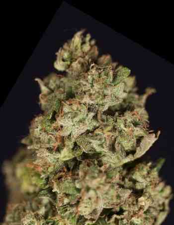 Kuchi > The Devil\'s Harvest Seed Company | Feminisierte Hanfsamen  |  Hybrid