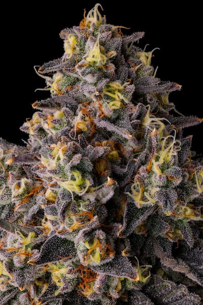 Kumamotoz Seed > Compound Genetics Seeds | Feminized Cannabis   |  Hybrid