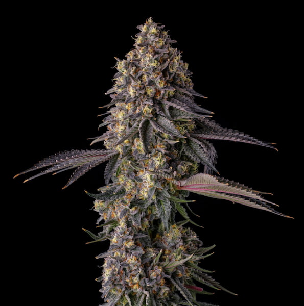 Kumamotoz Seed > Compound Genetics Seeds | Feminized Cannabis   |  Hybrid