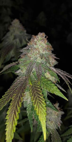Kuntz Seed > Pheno Finder Seeds | Feminized Cannabis   |  Indica