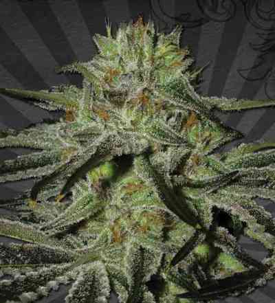 Kush Doctor > Auto Seeds | Autoflowering Cannabis   |  Hybrid
