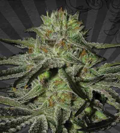 Kush Doctor > Auto Seeds | Semillas autoflorecientes  |  Híbrido