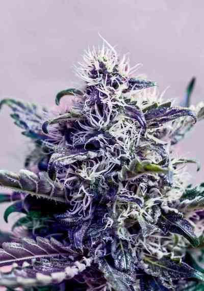 Kush Express > Positronics | Graines Autofloraison  |  Hybride