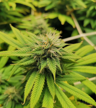 Kush Mintz Fast > Original Sensible Seeds | Feminisierte Hanfsamen  |  Indica