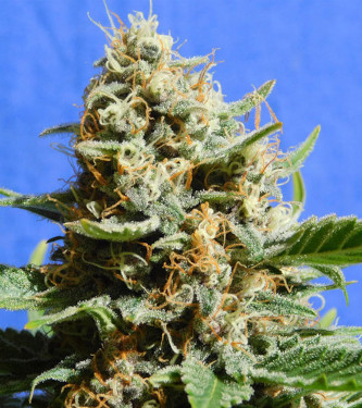 Kush Mintz Fast > Original Sensible Seeds | Feminisierte Hanfsamen  |  Indica