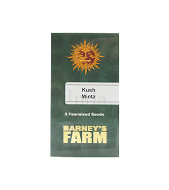 Kush Mintz > Barneys Farm | Graines Féminisées  |  Indica