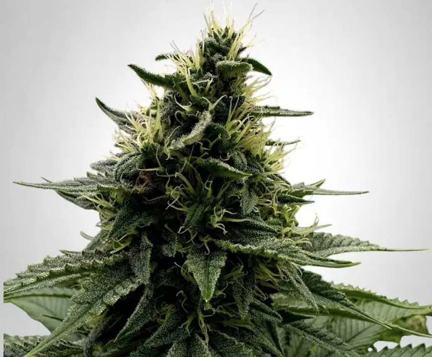 Kush > The Bulldog Seeds | Feminized Cannabis   |  Indica