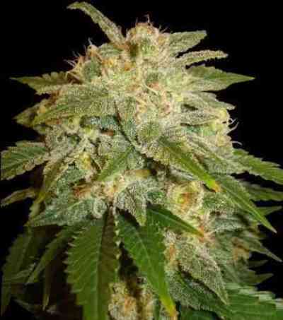 Kushadelic Samen > Soma Seeds | Feminisierte Hanfsamen  |  Indica