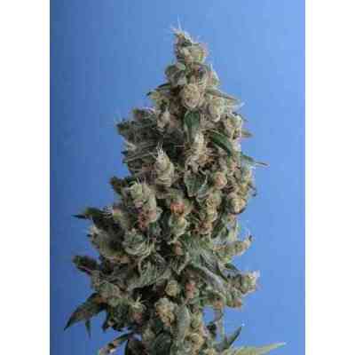 Kushage > T.H. Seeds | Feminisierte Hanfsamen  |  Hybrid