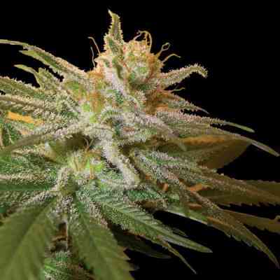 Kushberry > DNA Genetics | Feminized Marijuana   |  Indica