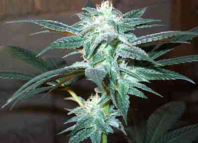 Kushberry > DNA Genetics | Feminized Marijuana   |  Indica