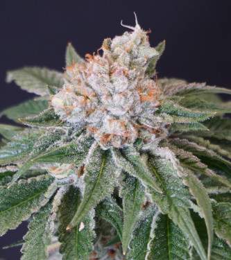 Kushi Melon > Karma Genetics | Graines Féminisées  |  Indica