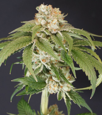 Kushi Melon > Karma Genetics | Graines Féminisées  |  Indica