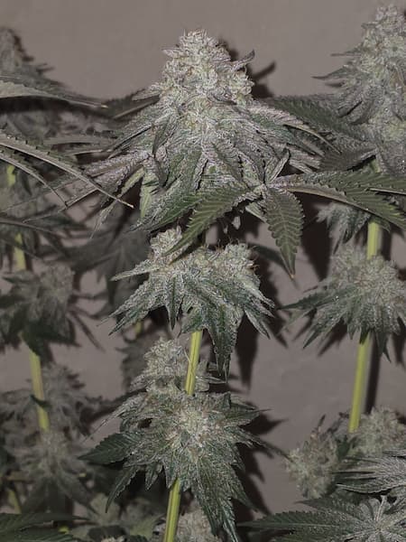 Kushido Samen > Pure Instinto | Feminisierte Hanfsamen  |  Indica