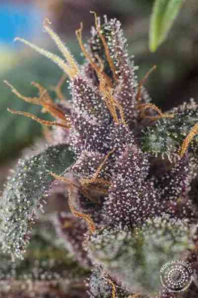 Kushmatic > Tropical Seeds Company | Autoflowering Cannabis   |  Indica