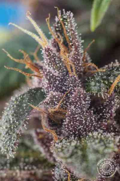 Kushmatic > Tropical Seeds Company | Graines Autofloraison  |  Indica