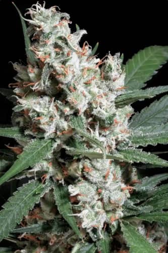 L.A. Amnesia > Paradise Seeds | Feminisierte Hanfsamen  |  Sativa