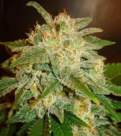 La Bella Afrodita Samen > Delicious Seeds | Autoflowering Hanfsamen  |  Hybrid