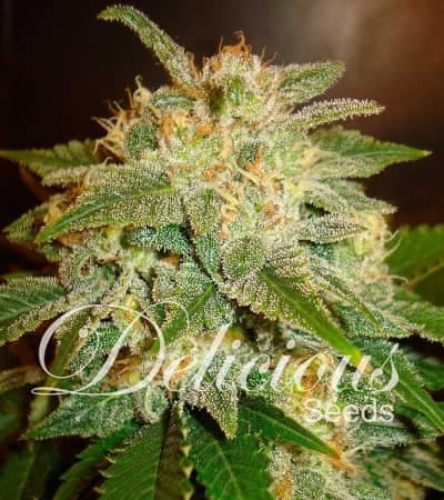 La Bella Afrodita > Delicious Seeds | Autoflowering Hanfsamen  |  Hybrid