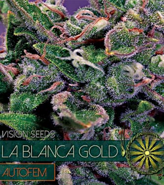 La Blanca Gold Auto > Vision Seeds | Autoflowering Cannabis   |  Indica