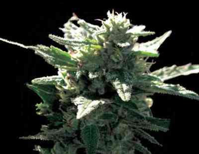 La Blanca Gold > Vision Seeds