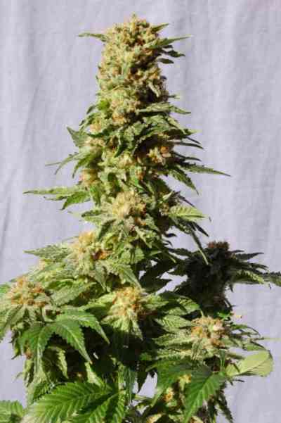 La Blanca > Kannabia Seeds | Feminisierte Hanfsamen  |  Hybrid