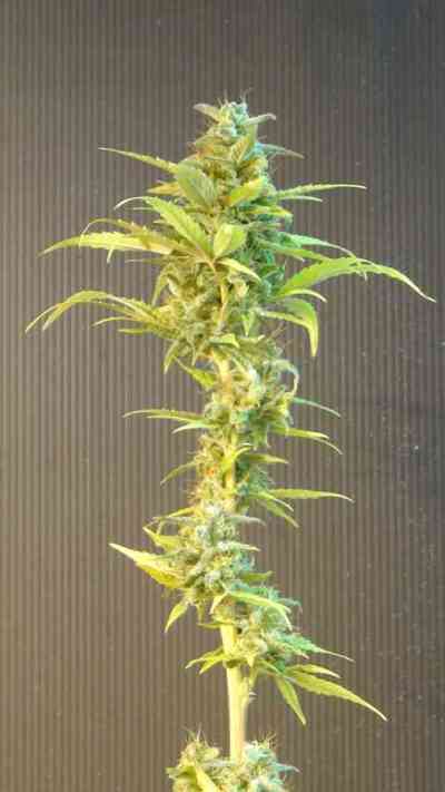 La Blanca Automatica > Kannabia Seeds | Graines Autofloraison  |  Hybride