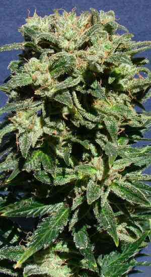 La Blanca Automatica > Kannabia Seeds | Autoflowering Cannabis   |  Hybrid