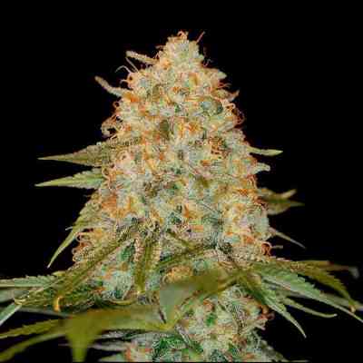 L.A. Chocolat > DNA Genetics | Feminized Marijuana   |  hybrid