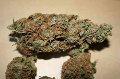 LA Confidential > DNA Genetics | Feminized Marijuana   |  Indica