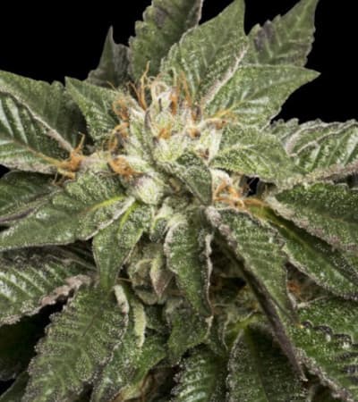 LA Confidential > DNA Genetics | Feminisierte Hanfsamen  |  Indica