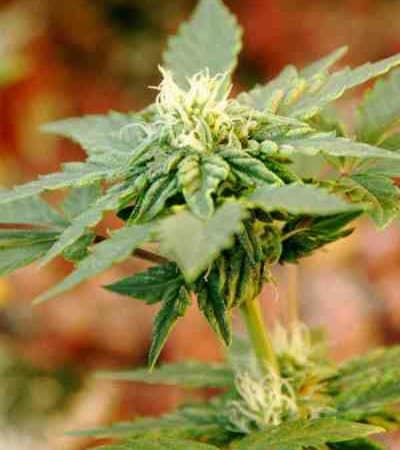 La Diva > Delicious Seeds | Autoflowering Cannabis   |  Indica