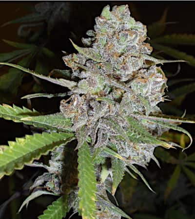 La Diva > Delicious Seeds | Autoflowering Cannabis   |  Indica