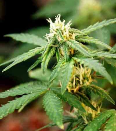 La Diva > Delicious Seeds | Autoflowering Cannabis   |  Indica
