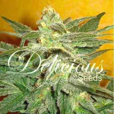 La Frutta di Venus > Delicious Seeds | Autoflowering Hanfsamen  |  Indica