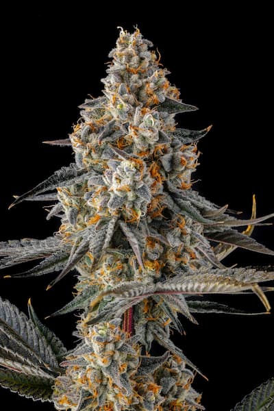 La Llorona Seed > Compound Genetics Seeds | Feminized Cannabis   |  Hybrid