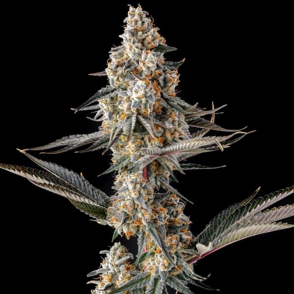 La Llorona Seed > Compound Genetics Seeds | Feminized Cannabis   |  Hybrid