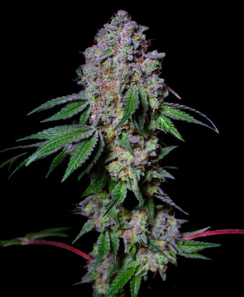 LA Macedonia Seed > Pure Instinto | Feminized Cannabis   |  Sativa