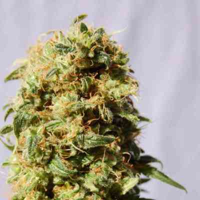 Kaboom > Kannabia Seeds | Feminisierte Hanfsamen  |  Sativa