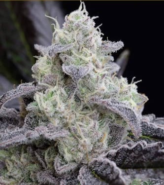 L.A. Vanilla Cake > Silent Seeds | Feminized Marijuana   |  Indica