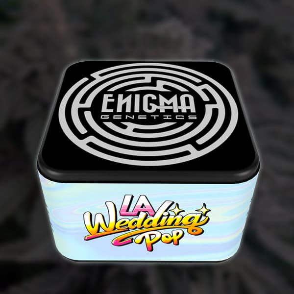 L.A. Wedding Pop semilla > Enigma Genetics | Semillas feminizadas  |  Índica